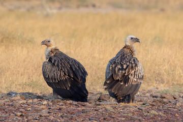 Eurasian griffon vulture or Gyps fulvus at desert national park, Rajasthan,India