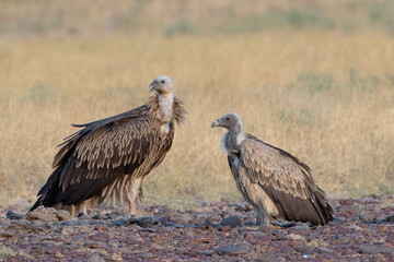 Eurasian griffon vulture or Gyps fulvus at desert national park, Rajasthan,India