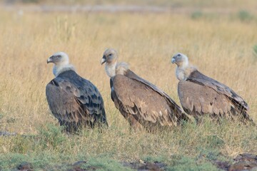 Eurasian griffon vulture or Gyps fulvus at desert national park, Rajasthan,India