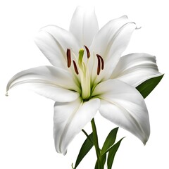 Graceful White Lily on Isolated Background