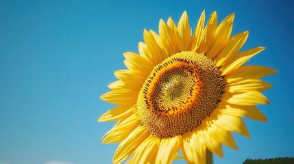 Vibrant sunflower against a clear blue sky, soaking up sunlight.