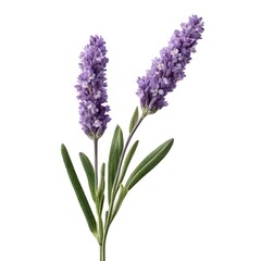 Obraz premium Elegant Lavender Blooms with Green Leaves