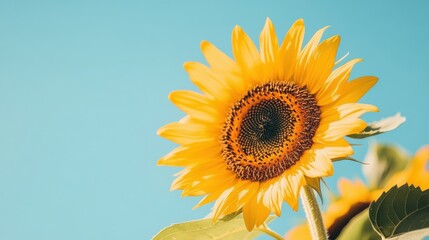 Obraz premium Bright yellow sunflower against a clear blue sky on a sunny day.