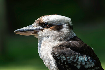 Fototapeta premium Kookaburra close up side portrait 
