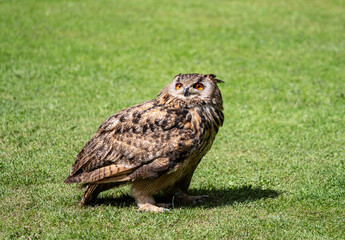 eagle owl on grass