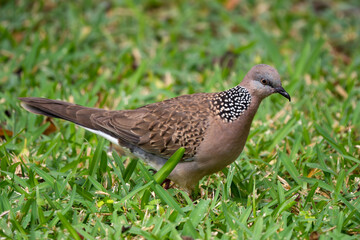 Spotted Dove - Spilopelia chinensis, common beautiful dove from Southeast Asian forests and gardens, Mauritius.