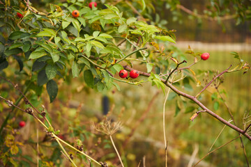 dika róża, Rosa canina L. © Marcin Łazarczyk