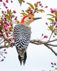 A male Red Bellied Woodpecker perches in a Crabapple Tree with fat, pink buds surrounding him.
