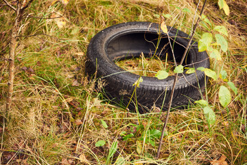 opona,las  © Marcin Łazarczyk