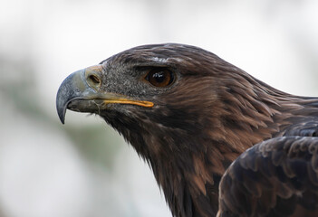 Side portrait of golden eagle