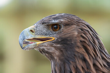 Obraz premium close up of a golden eagle