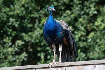 portrait of a peacock on a fence