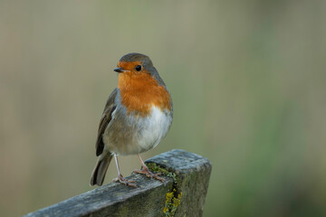 robin on a bench christmas