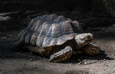 old tortoise resting