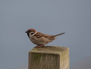 tree sparrow on post portrait