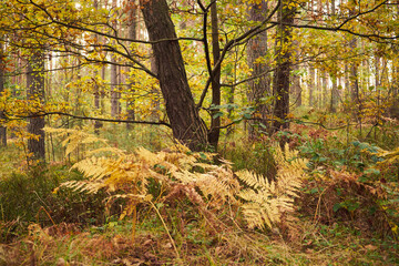 drzewo,paprocie,las  © Marcin Łazarczyk