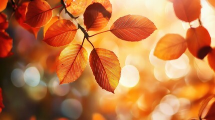 Sunlight filters through vibrant autumn leaves, creating a warm and enchanting atmosphere.