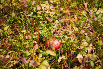 Gołąbek buczynowy, Russula nobilis Velen