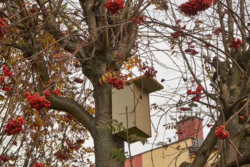 budka dla ptaków  © Marcin Łazarczyk
