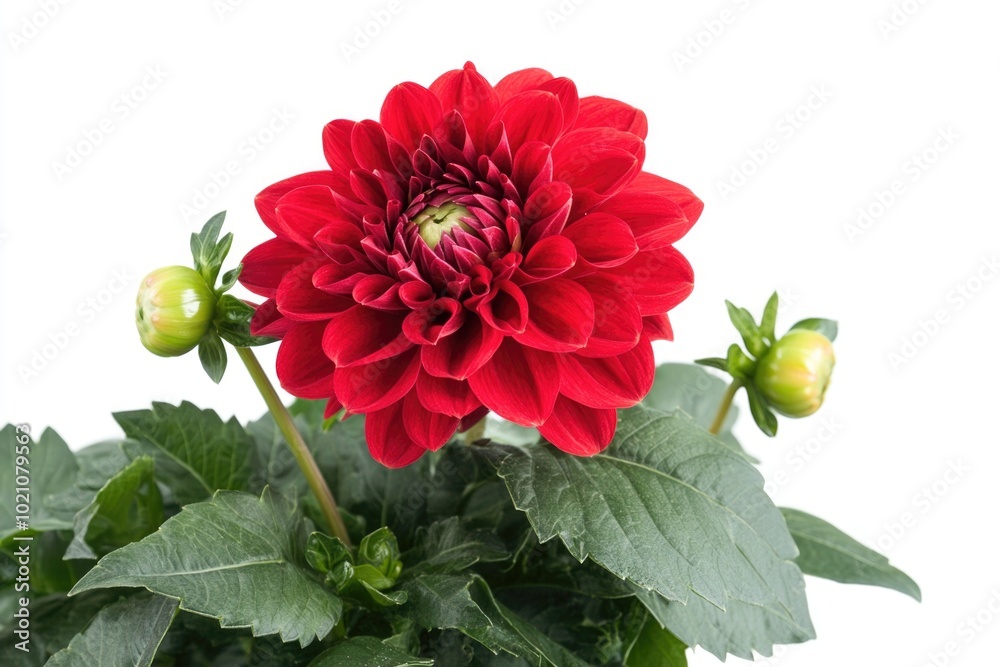 Wall mural Close-up shot of a red flower with green leaves, suitable for nature or botanical illustrations