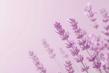 Obraz premium Lovely lavender flowers gently spread across a soft pink background, emitting a calming sensation.