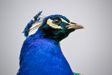 Closeup of an Indian male peafowl - commonly known as a 'Peacock', showing beautiful blue and green...