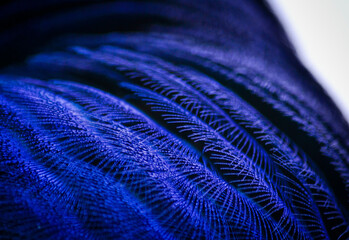 Closeup of an Indian male peafowl - commonly known as a 'Peacock', showing beautiful blue and green...