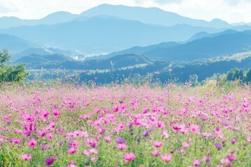 Fototapeta premium A picturesque scene featuring a field of pink flowers with mountains in the background, great for travel, nature or relaxation-themed projects