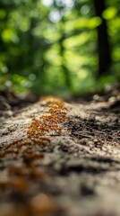 A colony of red ants marching in a line on forest soil, with blurred green foliage in the background, showcasing nature's intricate ecosystem