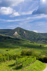 Vineyard with catle ruins Chateau de Saint-Ulrich, Chateau du Girsberg and Chateau du Haut-Ribeaupierre near Ribeauville, Alsace, France
