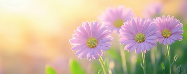 Delicate pink daisies blooming in soft sunlight