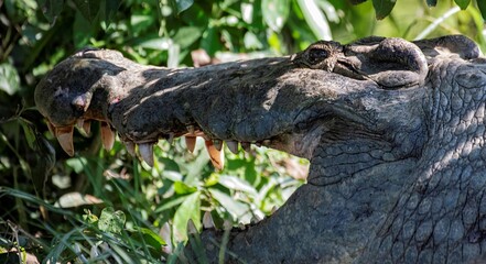 large Nile crocodile resting in a bush at the waterfront of the White Nile river at Murchison falls national park in Uganda