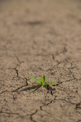 Plant from dry soil. Selective focus.