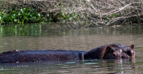 Fototapeta premium Hippopotamus in the water of the White Nile river at Murchison falls national park in Uganda