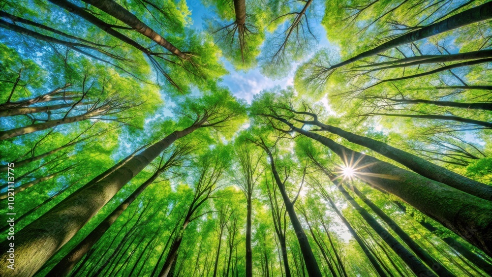 Aufkleber Sunlight filtering through a dense canopy of trees, creating a breathtaking display of nature's artistry.