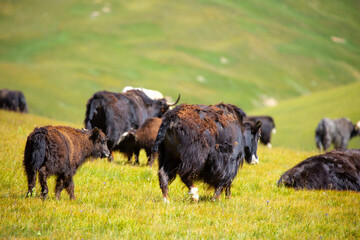 A herd of yaks graze in the mountains. Himalayan big yak in a beautiful landscape. Hairy cow cattle wild animal in nature in Tibet. Sunny summer day in the wild. Farm animal in Nepal and Tibet.