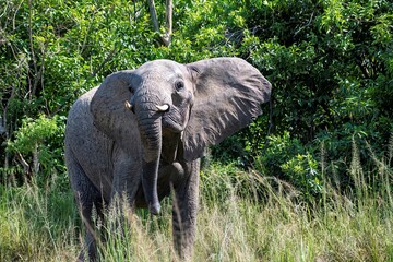Naklejka premium African Elephant in bushland at Murchison falls National park in Uganda