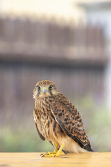 Common kestrel (Falco tinnunculus), falcon family Falconidae, Southern Moravia, Czech Republic