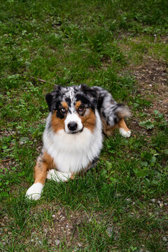 cane di razza pastore australiano che gioca in giardino con la palla. cane pastore australiano che fa facce buffe 