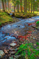 shypit water stream in autumn. sunny day. forest scenery at the foot of borzhava ridge in ukraine. stones on the shore. popular travel destination of transcarpathia. bridge behind fir forest