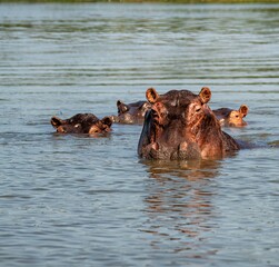 Hippopotamus in the water of the White Nile river at Murchison falls national park in Uganda