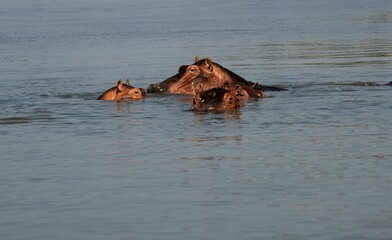 Hippopotamus in the water of the White Nile river at Murchison falls national park in Uganda