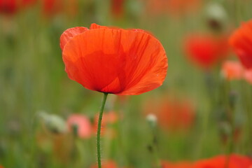 Klatschmohn