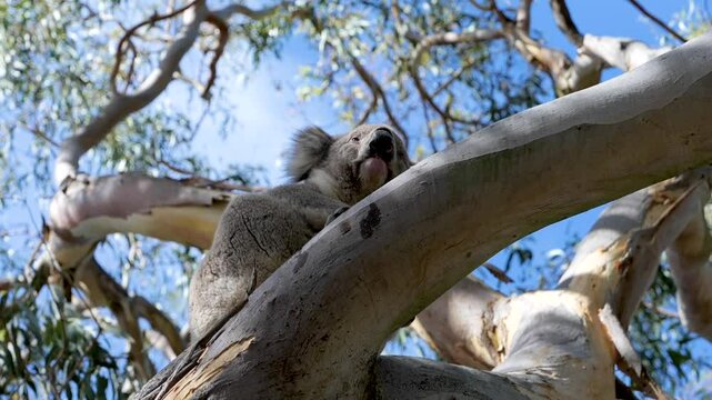 Koala eating on a big branch in Cape Otway, Victoria, Australia.