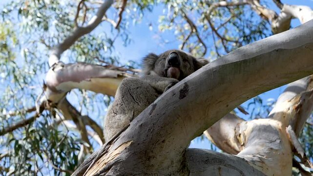 Koala yawning on a Gum Tree in Cape Otway, Victoria, Australia