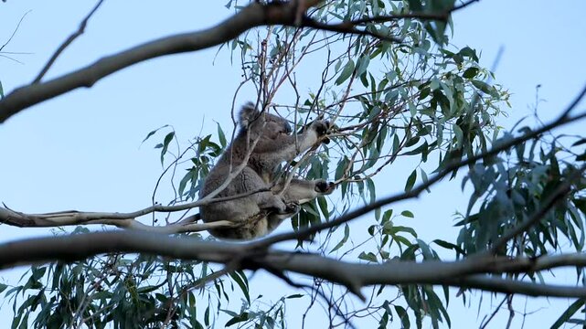 Koala eating eucaliptus leafs in Cape Otway, Victoria, Australia