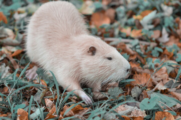 Autumn. Animals against the backdrop of a beautiful bright autumn.