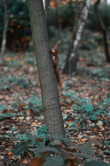 Autumn. Animals against the backdrop of a beautiful bright autumn.