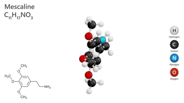 Molecule of Mescaline (C11H17NO3), is a naturally occurring psychedelic alkaloid found in the peyote cactus. It acts on serotonin receptors, influencing perception and mood. White back. 3d render