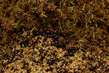 ワイン作り、果粒、破砕、除梗　果皮、種子、葉、梗